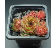 Sempervivum SILVERTONE