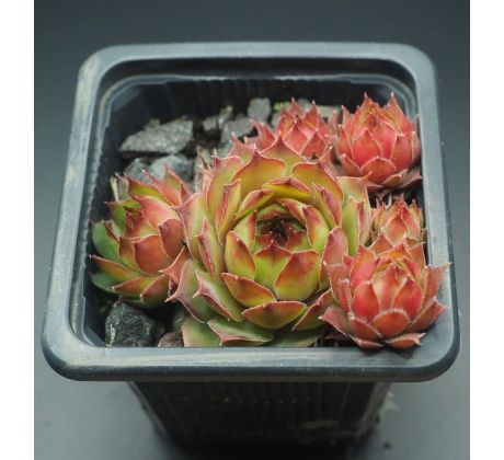 Sempervivum SILVERTONE