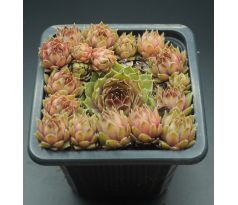 Sempervivum CLASSIC ROCK