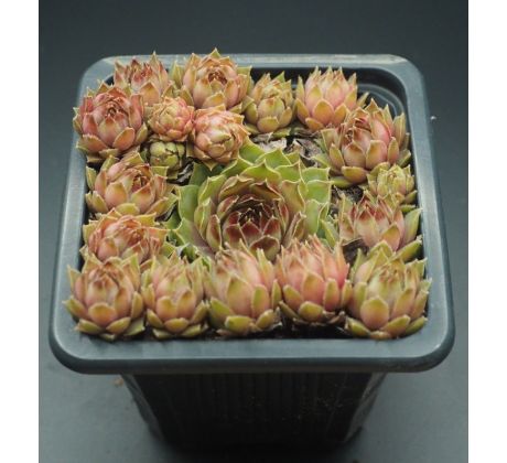 Sempervivum CLASSIC ROCK