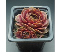 Sempervivum WICHITA