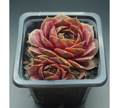 Sempervivum WICHITA