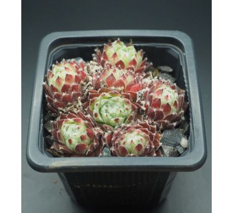 Sempervivum SHIRLEY`S JOY