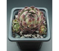 Sempervivum SEMINOLE