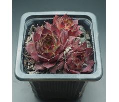 Sempervivum TECK