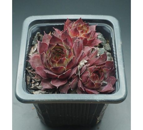 Sempervivum TECK