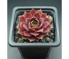 Sempervivum VIOLETTA