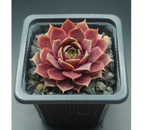 Sempervivum VIOLETTA