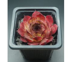 Sempervivum SYLVIA