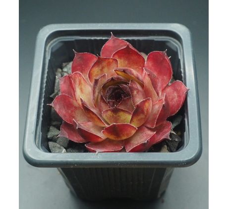 Sempervivum SYLVIA