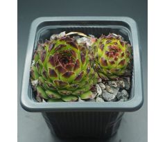 Sempervivum BLACKTOP