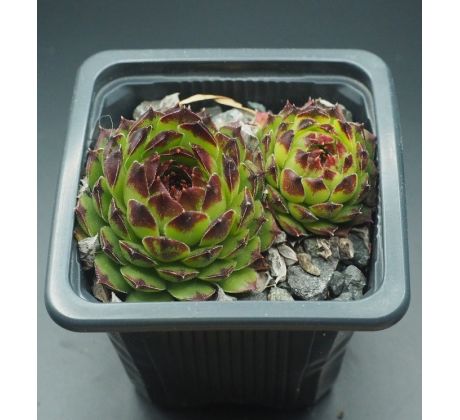 Sempervivum BLACKTOP