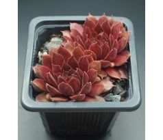 Sempervivum VALIRA