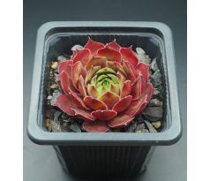 Sempervivum TAKUTI