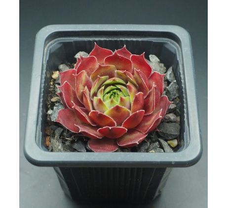 Sempervivum TAKUTI