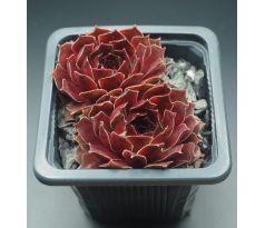 Sempervivum TINTINABULUM