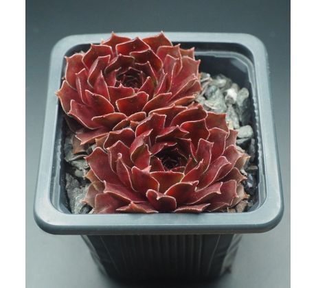 Sempervivum TINTINABULUM