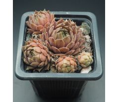 Sempervivum TRACY SUE