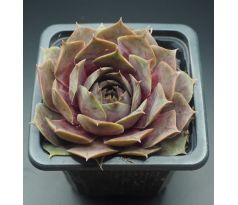 Sempervivum SURPRISE