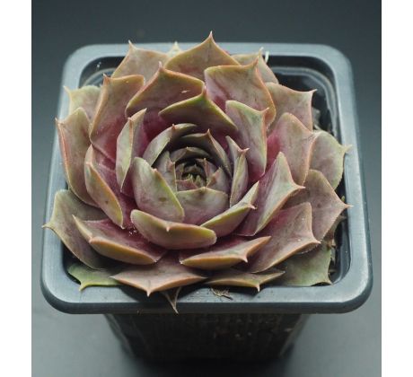 Sempervivum SURPRISE