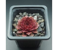 Sempervivum TINA