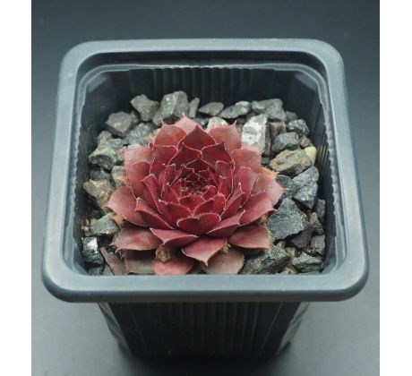 Sempervivum TINA