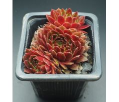 Sempervivum TOPAS