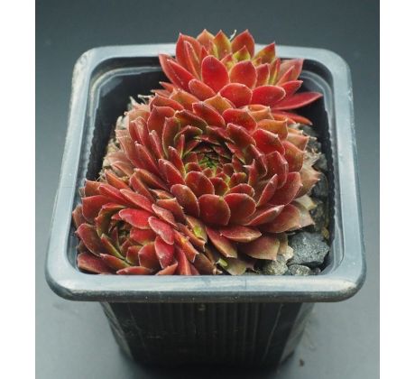 Sempervivum TOPAS