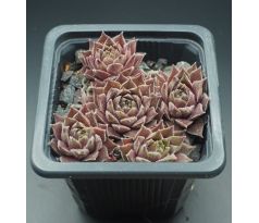 Sempervivum RACEY