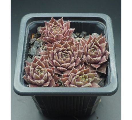 Sempervivum RACEY