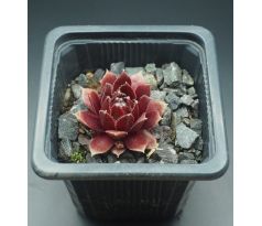 Sempervivum RED DELTA