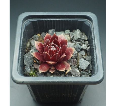 Sempervivum RED DELTA