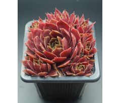 Sempervivum RED CHIEF