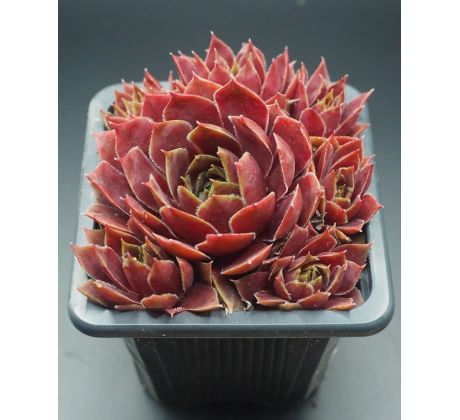 Sempervivum RED CHIEF