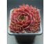 Sempervivum RED CHIEF