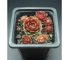 Sempervivum LITTLE PINK ROSEBUD