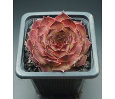 Sempervivum RHÖNSEE