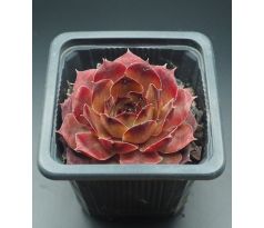 Sempervivum PURDY`S 70-40