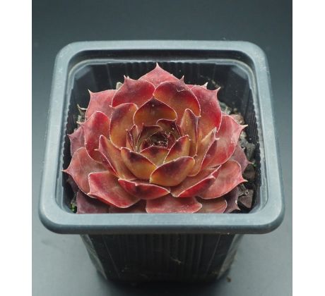 Sempervivum PURDY`S 70-40