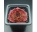 Sempervivum PURDY`S 70-40