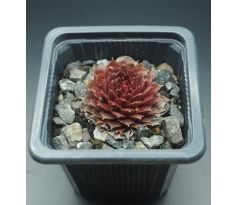 Sempervivum PURPLE PASSION