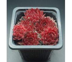 Sempervivum RED GHOST