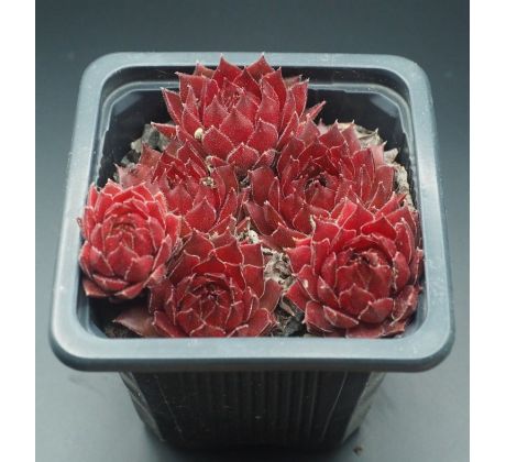 Sempervivum RED GHOST