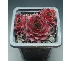 Sempervivum RED PURPLE