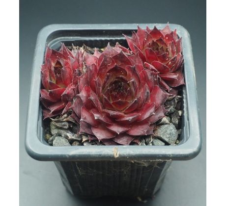 Sempervivum RED PURPLE