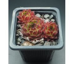 Sempervivum RHONE