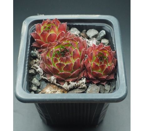 Sempervivum RHONE