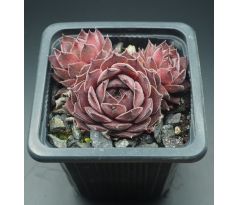 Sempervivum PURDY