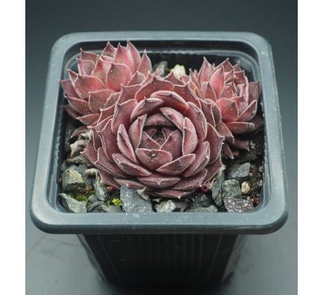 Sempervivum PURDY