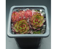 Sempervivum CARLO`S II